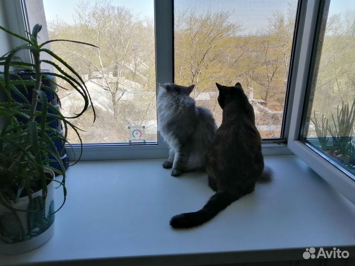 Передержка кошек