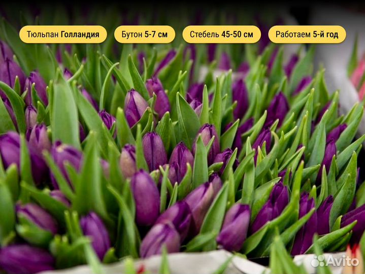 Тюльпаны ленинский ветеранов