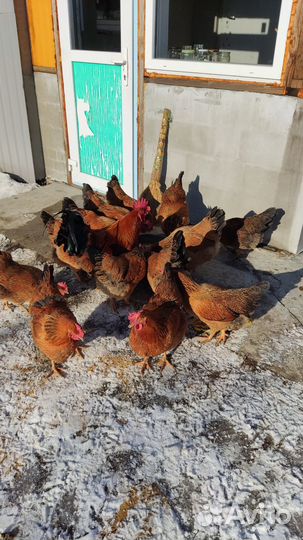 Куры петухи