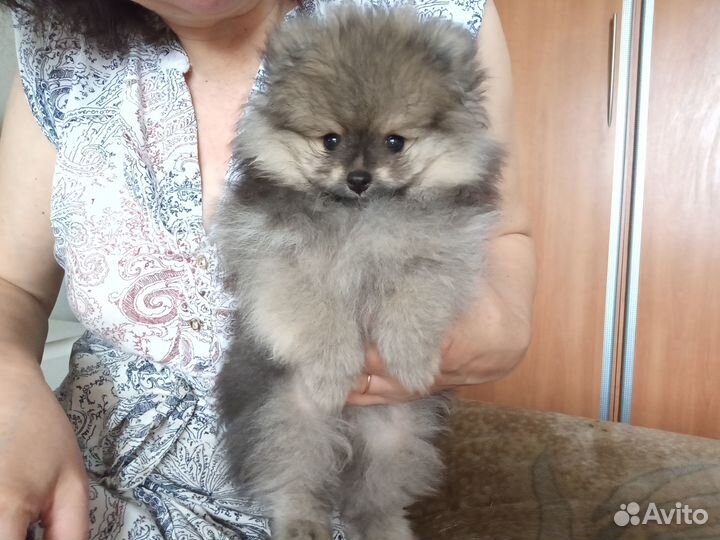 Щенки померанского шпица