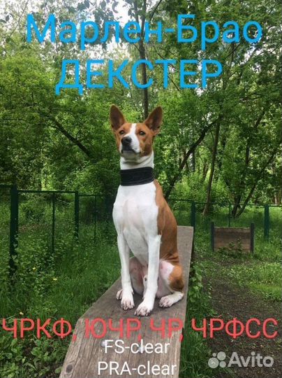 Кобель басенджи