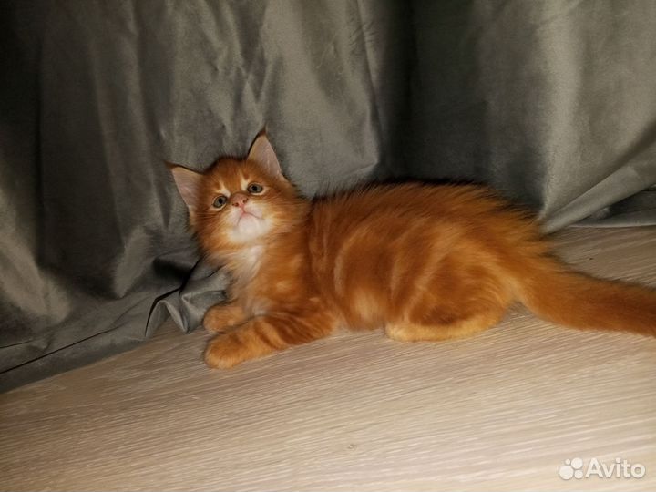 Мейн-кун котята