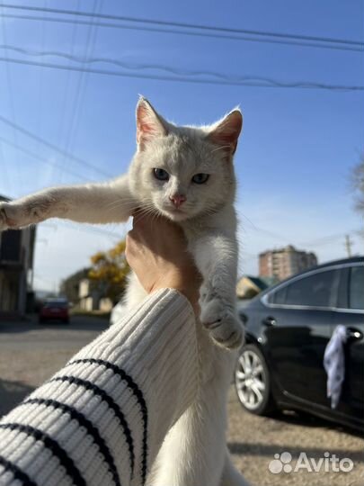 Котенок