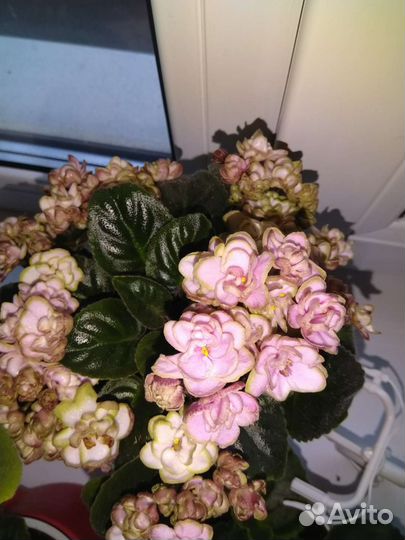 Мини фиалки Н-Ульяна цветущая