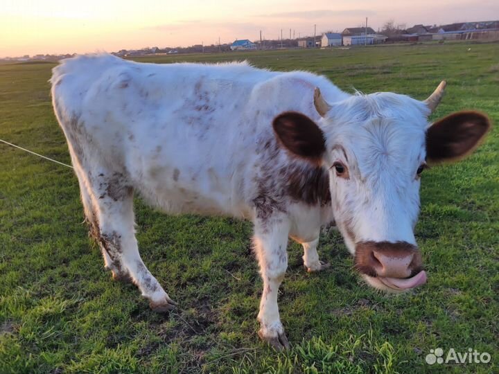 Телки стельные