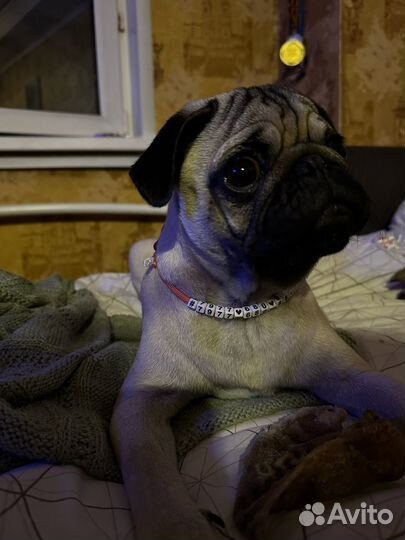 Адресник для собак