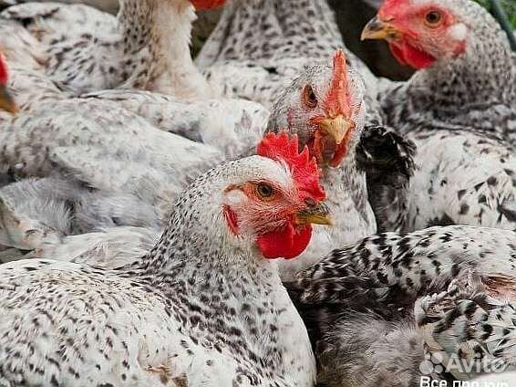 Редбро цыплята суточные