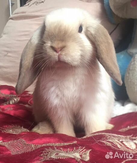 Кролик вислоухий