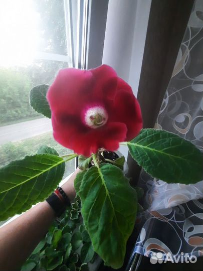 Глоксиния цветущая