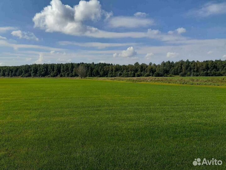 Рулонный газон от производителя