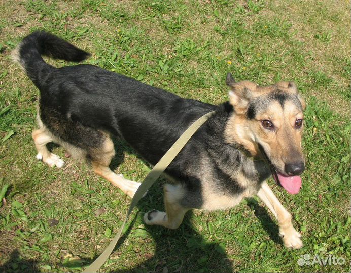 Лучшая собака