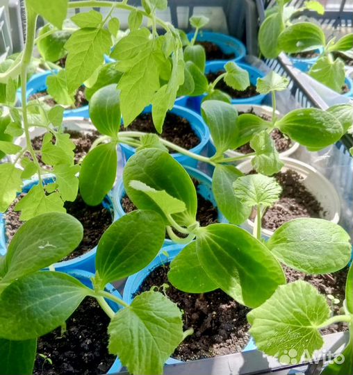 Рассада помидор, огурцов, кабачков, бархатцев