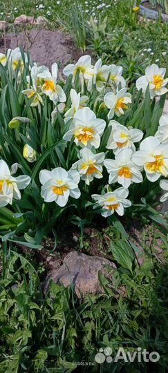 Нарциссы