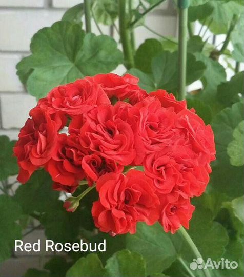 Пеларгония, Герань