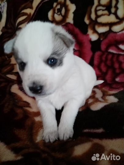 Щенки Хаски