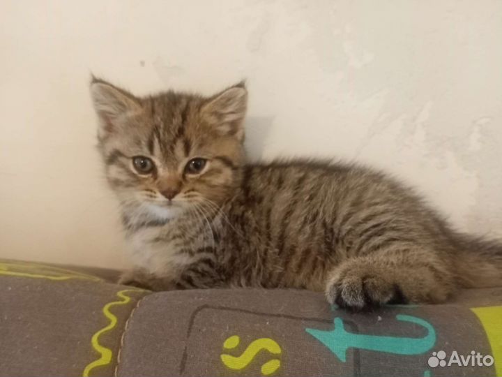 Кот шотландский таби