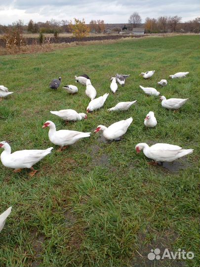 Индоутки на мясо, мулард