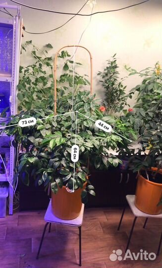 Цитрус (oriana calamondin), (lara lemon)