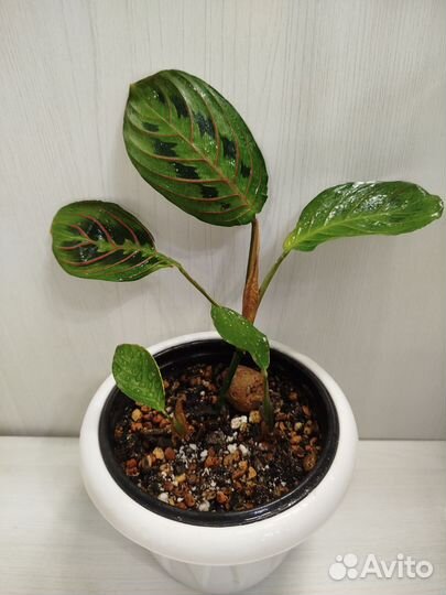 Маранта триколор