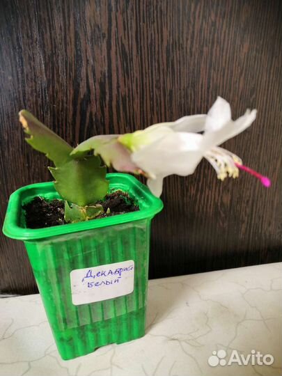 Декабрист, пасхальник, аглаонема, столетник Вера