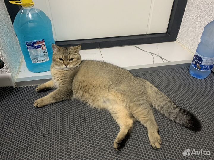 Шотландский кот вязка