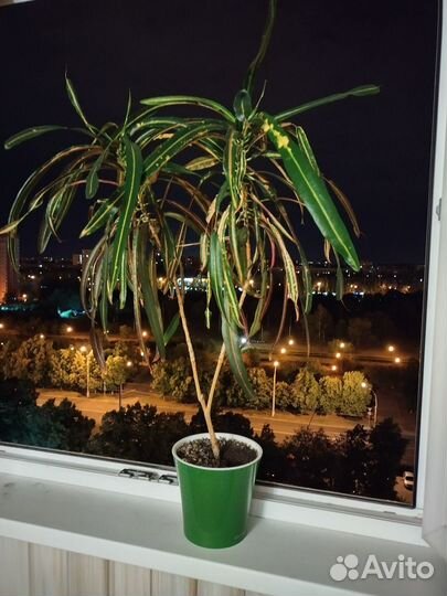 Комнатные цветы