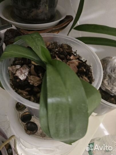 Орхидея фаленопсис