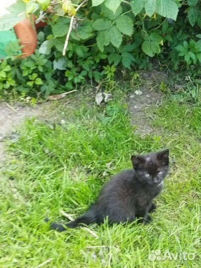 Котенок бесплатно