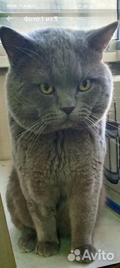 Вязка британец