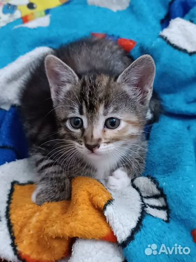 Трехцветная кошечка