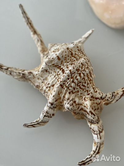 Морские ракушки раковины