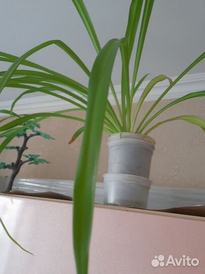 Хлорофитум бесплатно