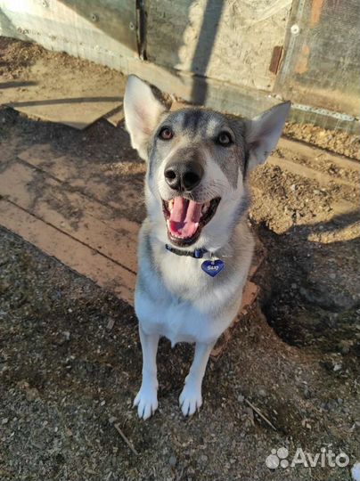 Собака Балу ищет дом и своего человека