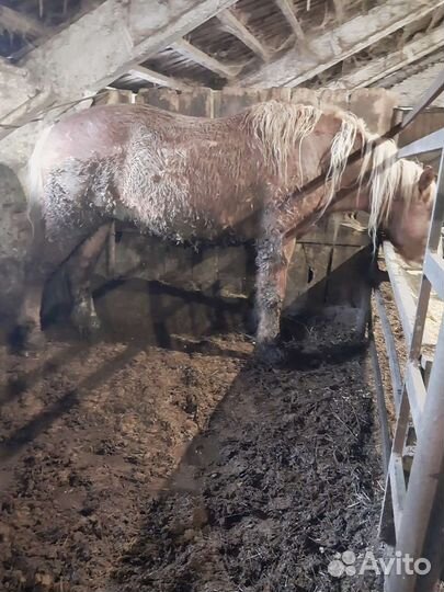 Лошади жеребец