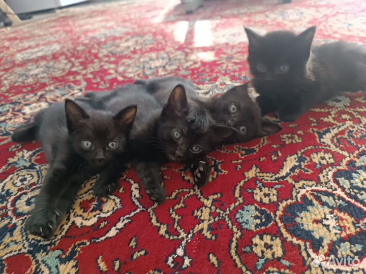 Котята в добрые руки