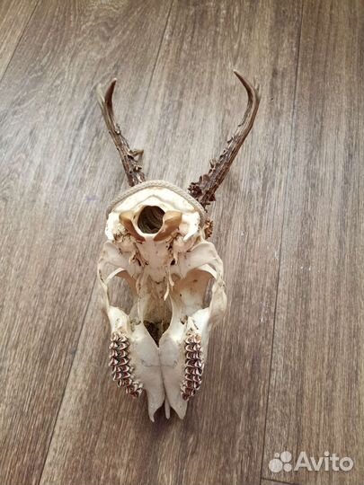 Череп косули