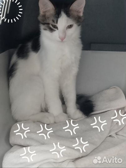 Пушистик котик 4.5 мес.с вет. Паспортом