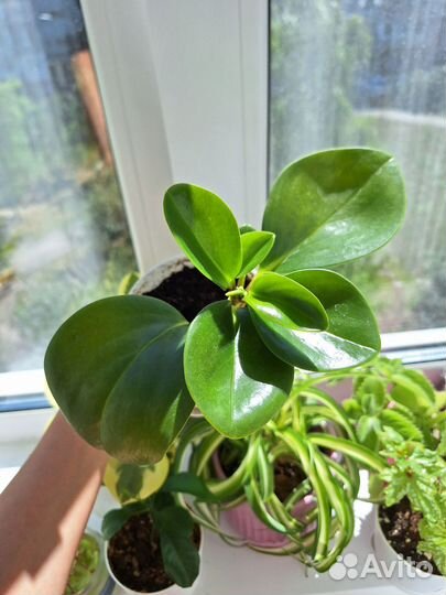 Пеперомия туполистная в горшке