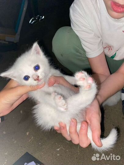 Котята в добрые руки