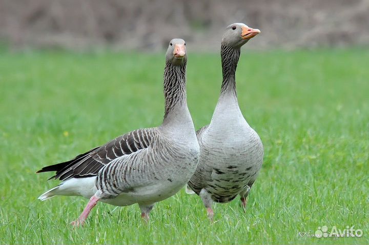 Гуси взрослые годовалые
