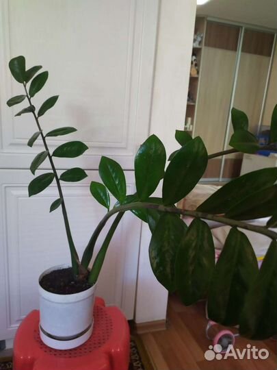 Замиокулькас