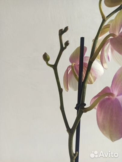 Орхидея фаленопсис 