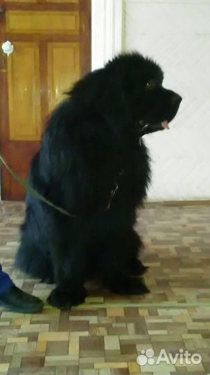 Ньюфаундленд
