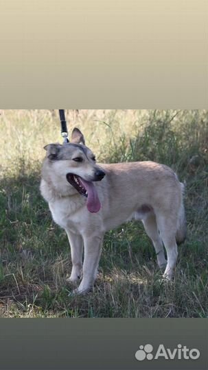 Собака из приюта