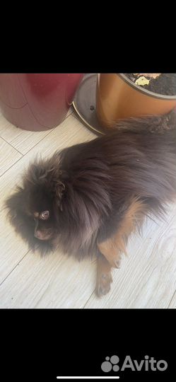 Вязка немецкий шпиц