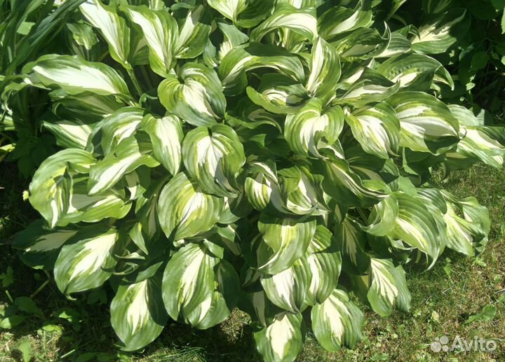 Многолетние садовые растения