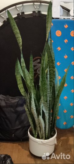 Сансевиерия щучий хвост 140 см