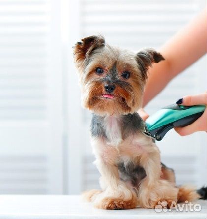 Стрижка собак в роли модели