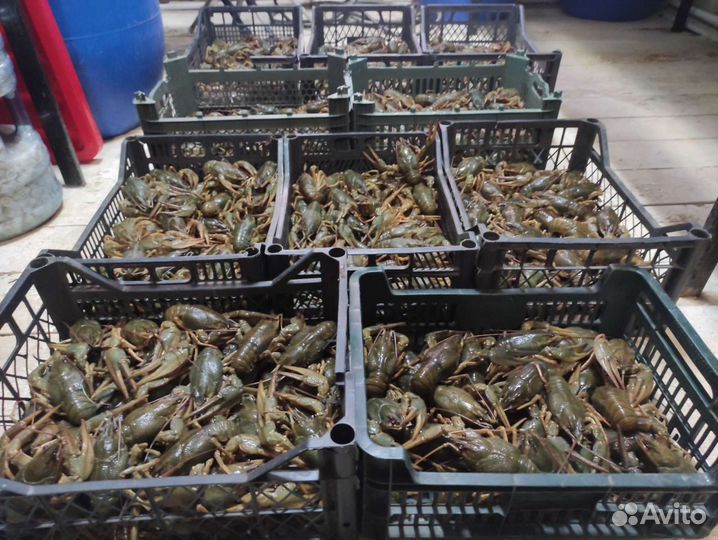 Раки живые и вареные в наличии