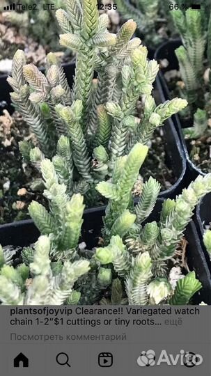 Суккуленты разных размеров